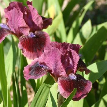 Ирис Iris Pumila ‘Cats Eye’